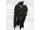 chilean swallow